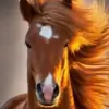 Equine thumbnail