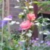 Japonica thumbnail