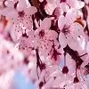 -cherryblossom- Thumbnail