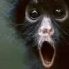 ChuglkhorBander thumbnail