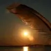bridgeofdreams thumbnail