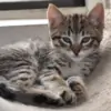 tweetie19 thumbnail