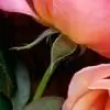 ruchi21 thumbnail