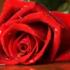 Blossom_29 thumbnail