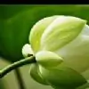 white_lotus Thumbnail