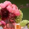 Peonia thumbnail