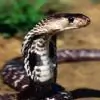 SnakeEyes thumbnail