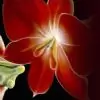 ExquisiteOrchid thumbnail