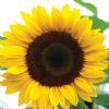 Sunflower83