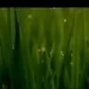 Cheena007 Thumbnail