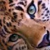 Panthera thumbnail
