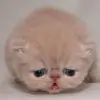 princesspink thumbnail