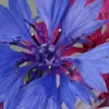Meena1428 Thumbnail