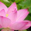 pink.lotus