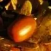 saradagandu thumbnail