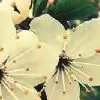 vanillaflowers Thumbnail