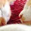 maaneetsalluka thumbnail