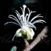 kritika19 thumbnail