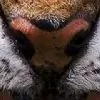 Panther_panja thumbnail