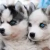 ..Amour.. thumbnail
