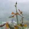 koyelbasu thumbnail