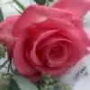 rose8888 thumbnail