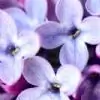 lavenderxpetals thumbnail