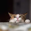 CashmereCat thumbnail