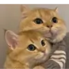 roni_berna thumbnail