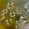 dewdropangel thumbnail