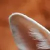 sree_dey thumbnail