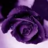 IshaniSinghh thumbnail
