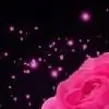 Apple_Amber thumbnail