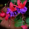muktaps Thumbnail