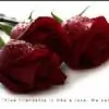 cherry111 thumbnail