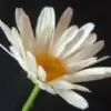 shreesharamesh thumbnail