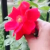 Jaymaa thumbnail