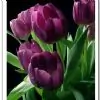 anuradha.nandam thumbnail