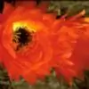 B.Sri108 thumbnail