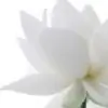 palaayan thumbnail