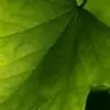 simplysappie thumbnail