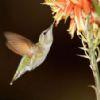 hummingbird thumbnail