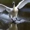 cygnet9 thumbnail