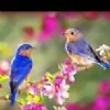 bina_a thumbnail