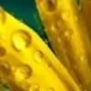 anjubua thumbnail