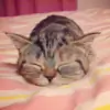 goofyCat thumbnail