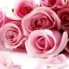 sweet_roses14 Thumbnail