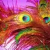 sasir thumbnail