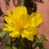 h_a_p_p_y_soul thumbnail