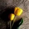 Aesha_Malik thumbnail